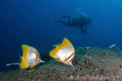 Margined Coralfish.  Ningaloo Reef, Western Australia.  C... by Ross Gudgeon 